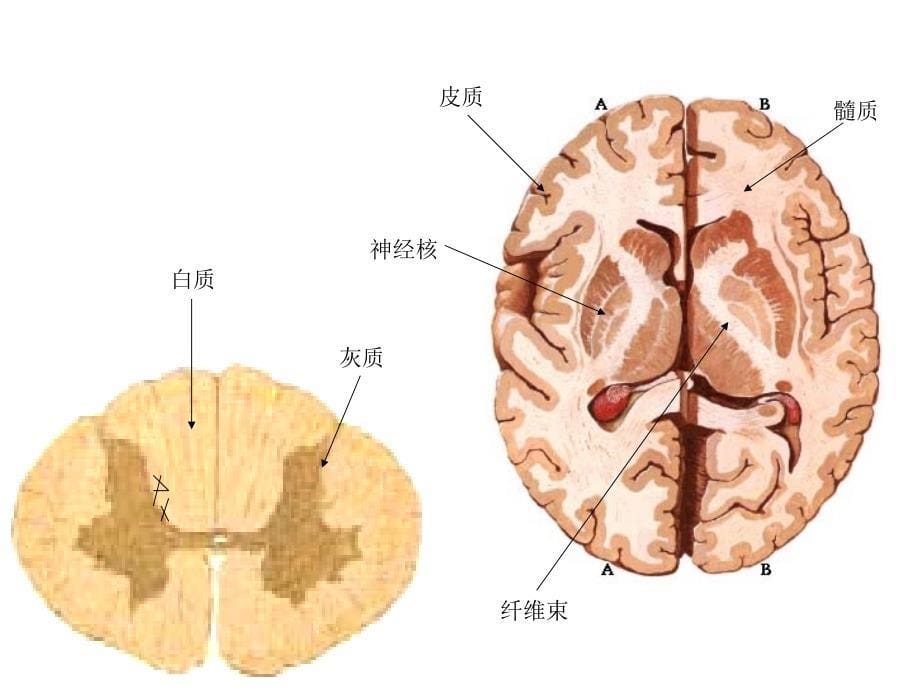 神经总论及脊髓PPT课件_第5页