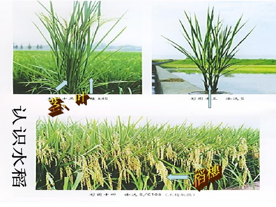 大班科学：认识水稻ppt课件_第2页