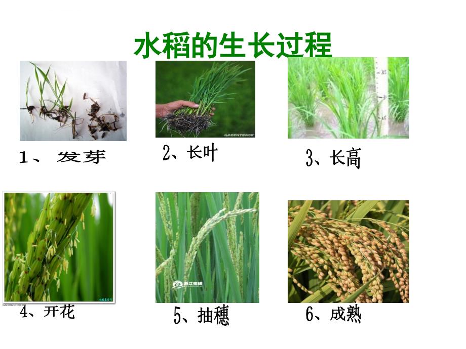 大班科学：认识水稻ppt课件_第3页