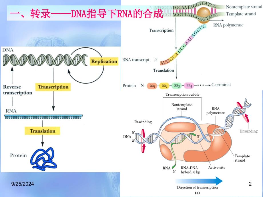 RNA的生物合成和加工_第2页