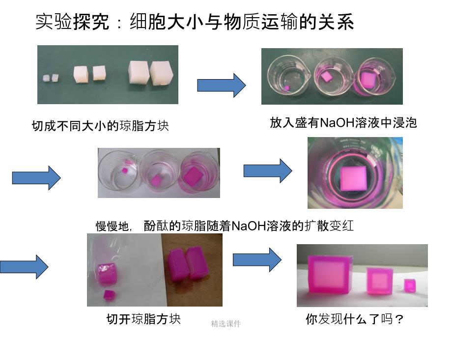 细胞增殖一轮复习_第4页