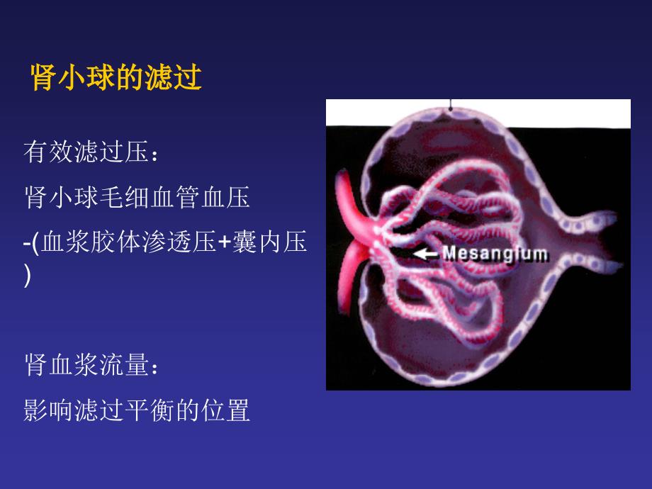 影响尿生成的因素课件_第3页