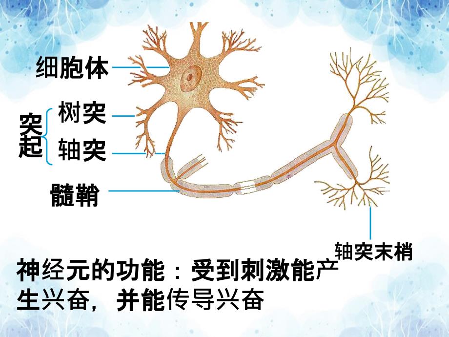 生物必修三第二章神经调节_第1页