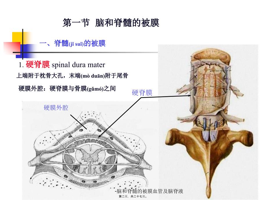 脑和脊髓的被膜血管及脑脊液课件_第2页