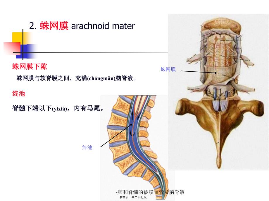 脑和脊髓的被膜血管及脑脊液课件_第3页