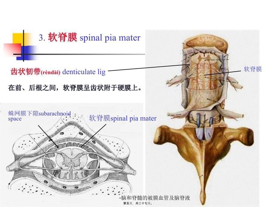 脑和脊髓的被膜血管及脑脊液课件_第5页