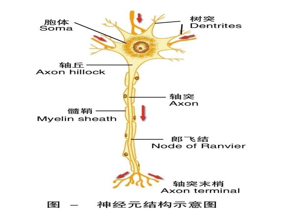 第九章-神经生理ppt课件(全)_第5页