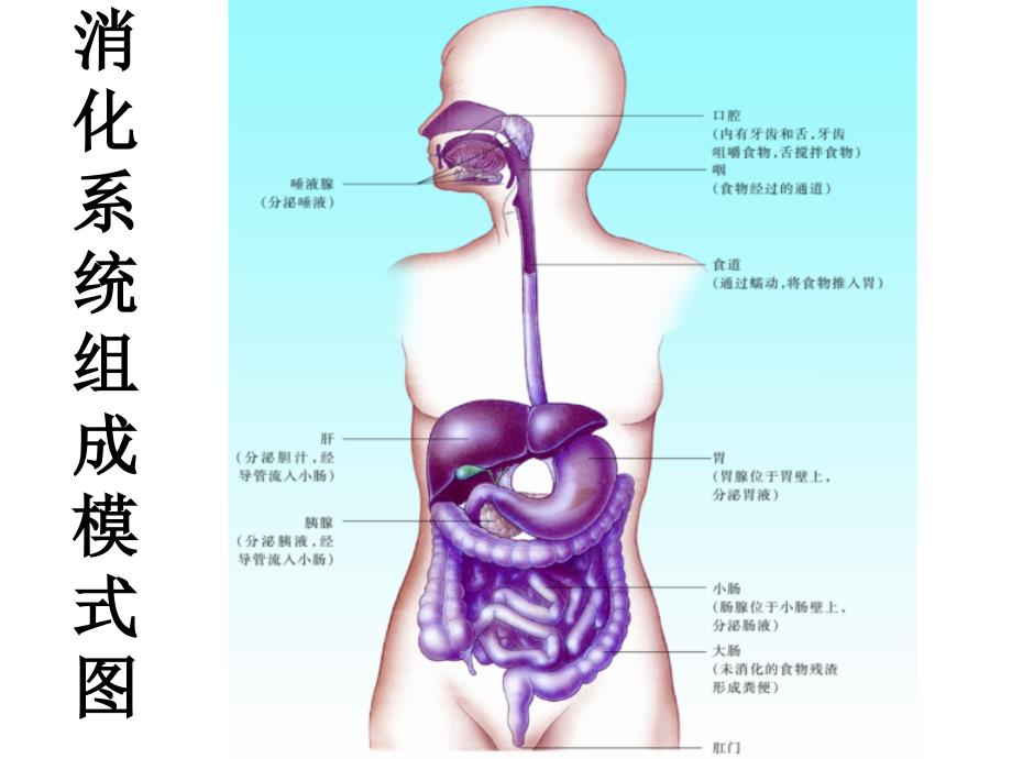 人体的消化与吸收_第2页
