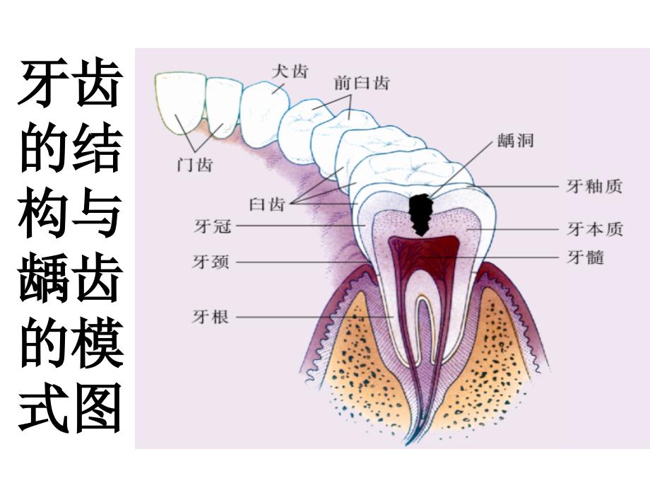 人体的消化与吸收_第4页