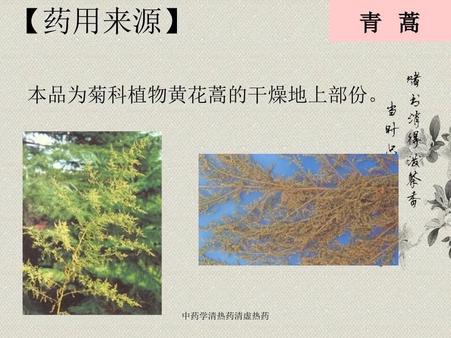 中药学清热药清虚热药课件_第5页