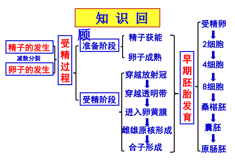 31.2体外受精和早期胚胎培养_第1页