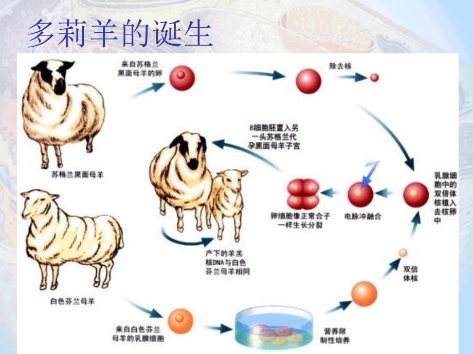 3.3细胞核——系统的控制中心PPT课件_第3页