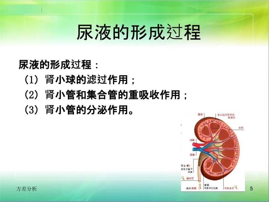 尿液常规解析_第5页