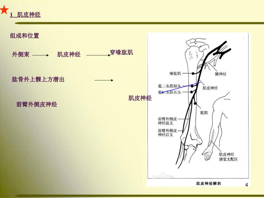 上肢神经的支配ppt课件_第4页