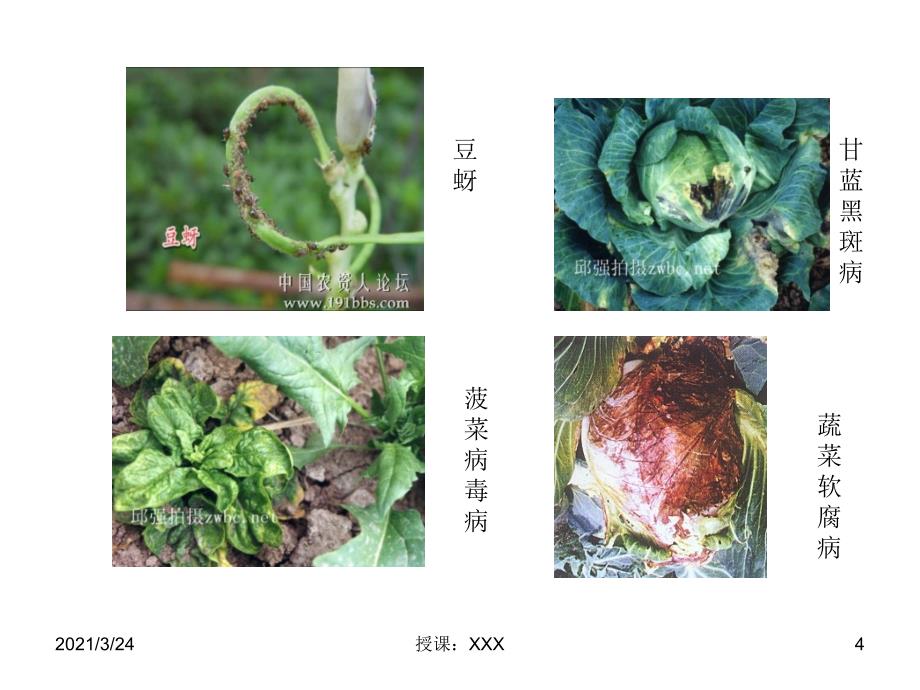 蔬菜常见病虫害识别与防治PPT课件_第4页