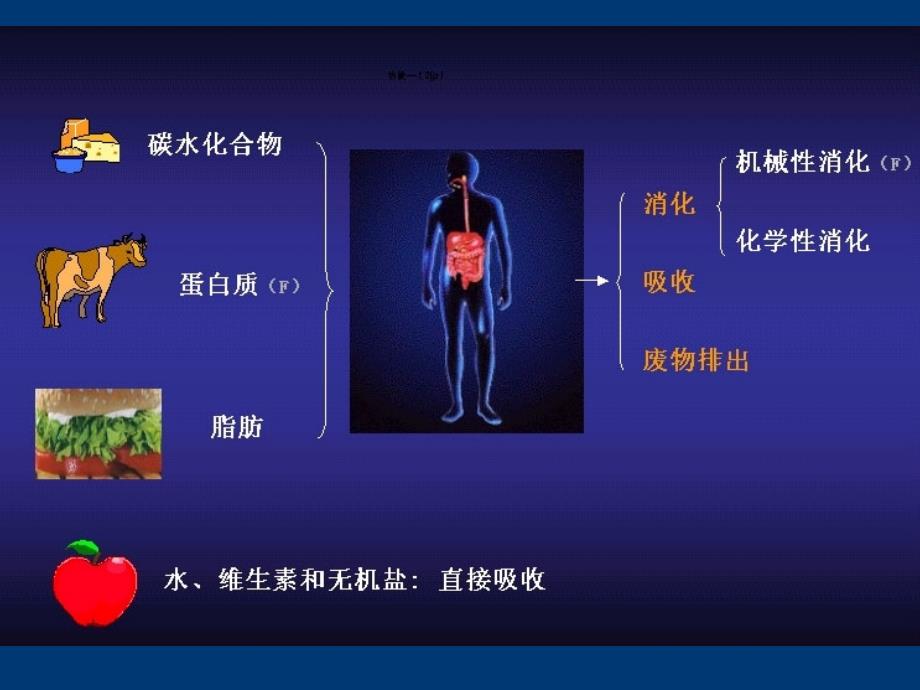 生理学精讲PPT第六章消化系统_第3页