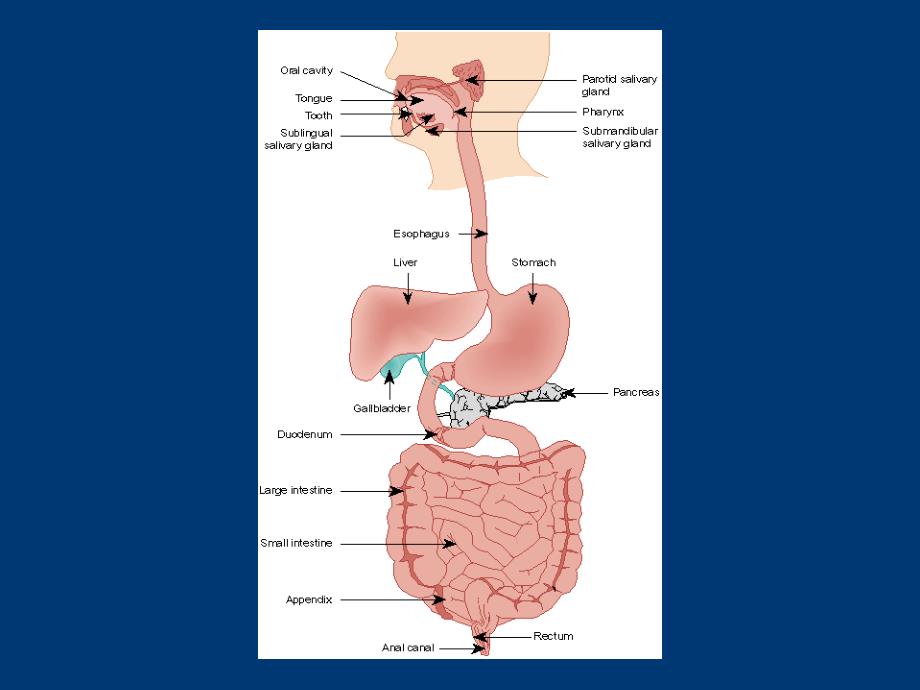 生理学精讲PPT第六章消化系统_第4页