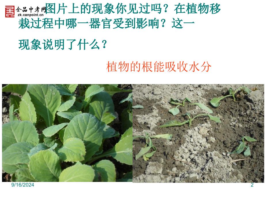 生物七年级上人教新课标332水分进入植物体内的途径课件_第2页