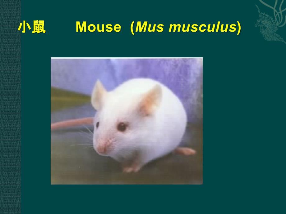 医学实验动物学：小鼠_第1页