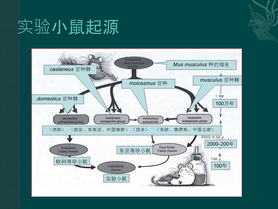 医学实验动物学：小鼠_第2页