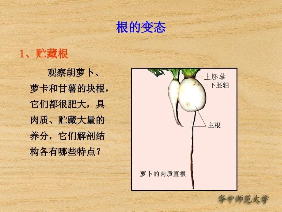 实验十二营养器官的变态_第5页