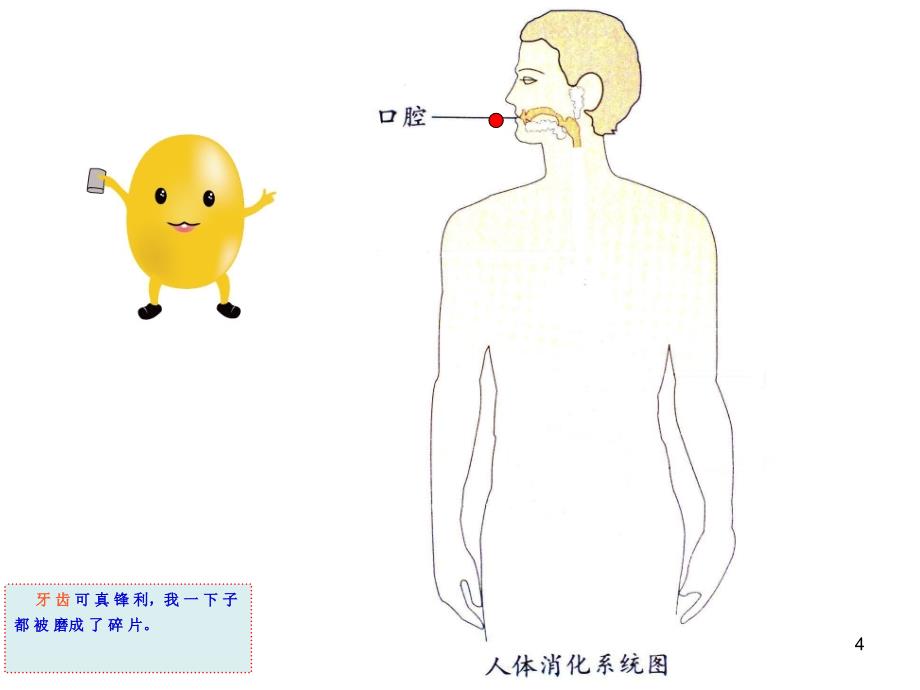 幼儿园中班课程食物的旅行ppt课件_第4页