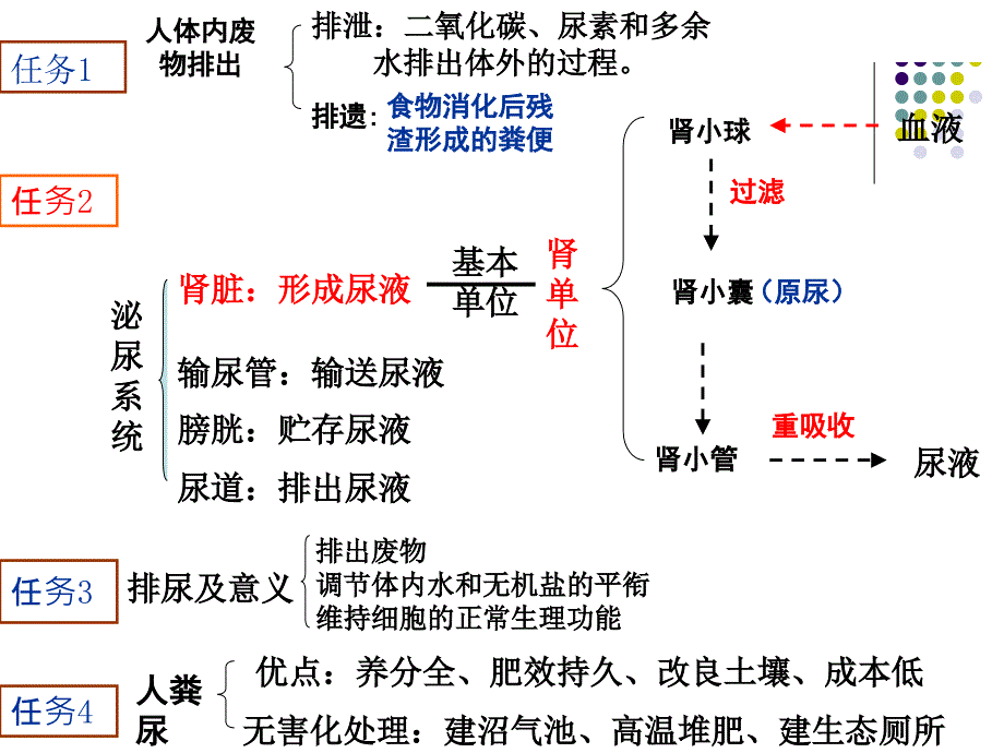 新人教版七年级生物下册第四单元生物圈中的人第五章人体内废物的排除复习_第2页