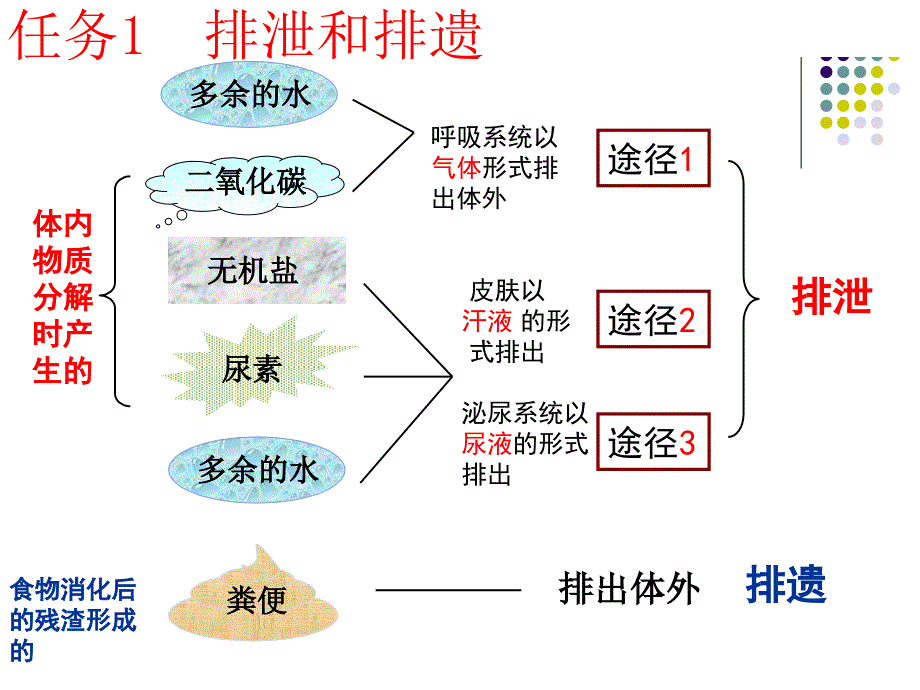 新人教版七年级生物下册第四单元生物圈中的人第五章人体内废物的排除复习_第3页