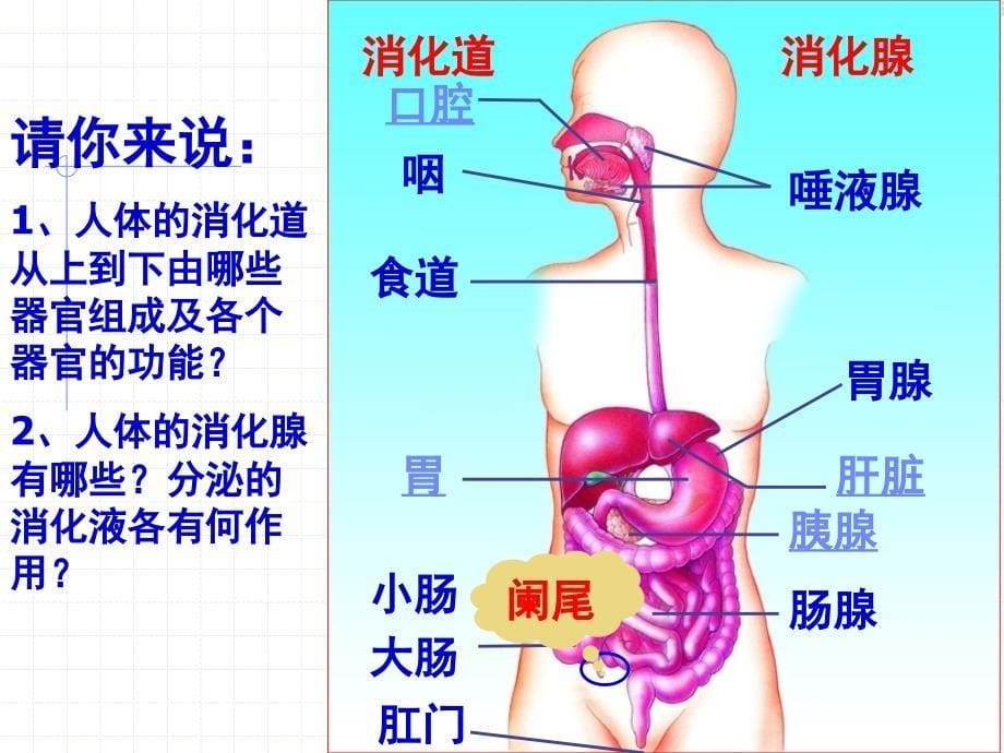 人体对食物的消化和吸收第一课时_第5页