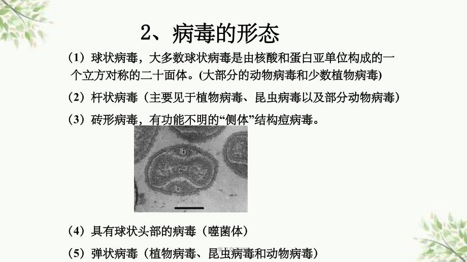 病毒学第二章 病毒的形态与结构课件_第4页