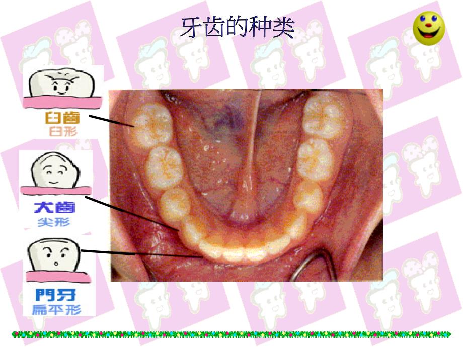 认识牙齿与牙齿保健ppt课件_第4页