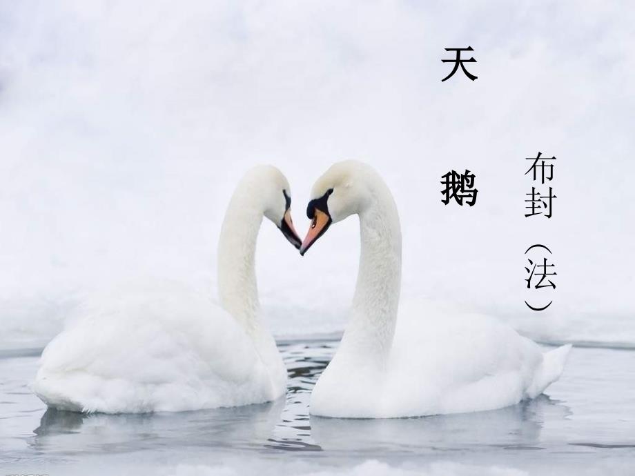 31天鹅课件修改版_第1页