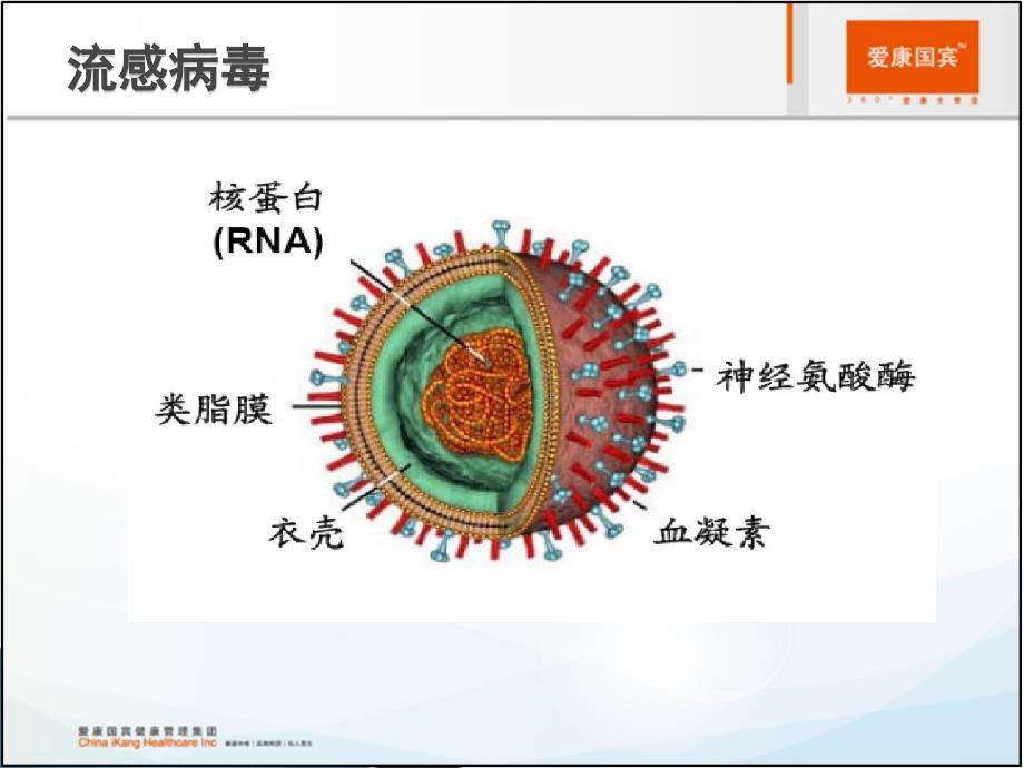 人感染h7n9禽流感诊pt课件_第4页