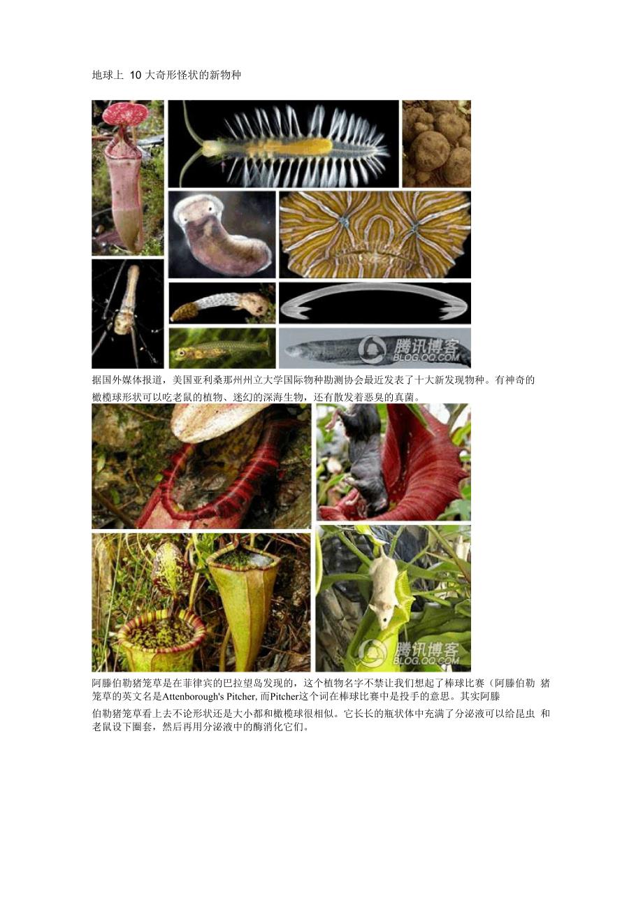 地球上10大奇形怪状的新物种_第1页