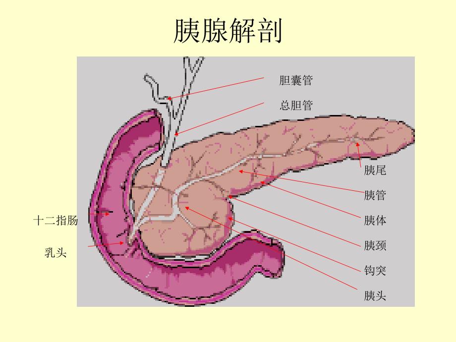 胰腺肿瘤病变的影像学诊断PPT课件_第2页