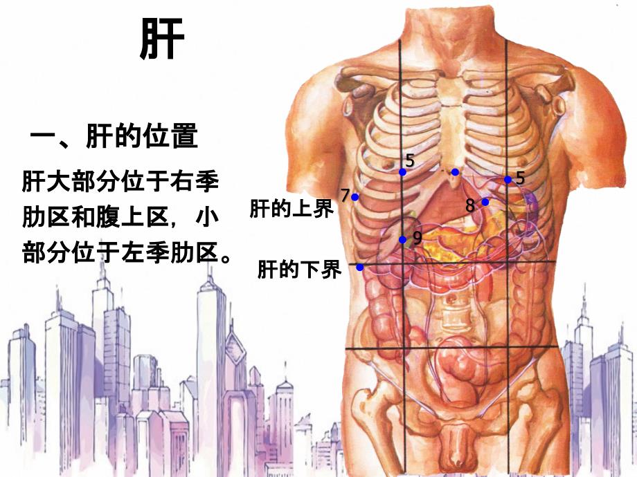 肝血管解剖知识_第1页