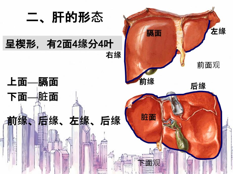 肝血管解剖知识_第3页