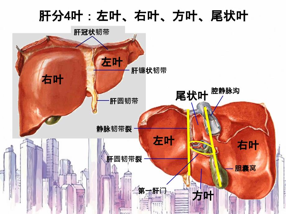 肝血管解剖知识_第4页