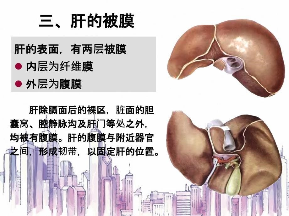 肝血管解剖知识_第5页