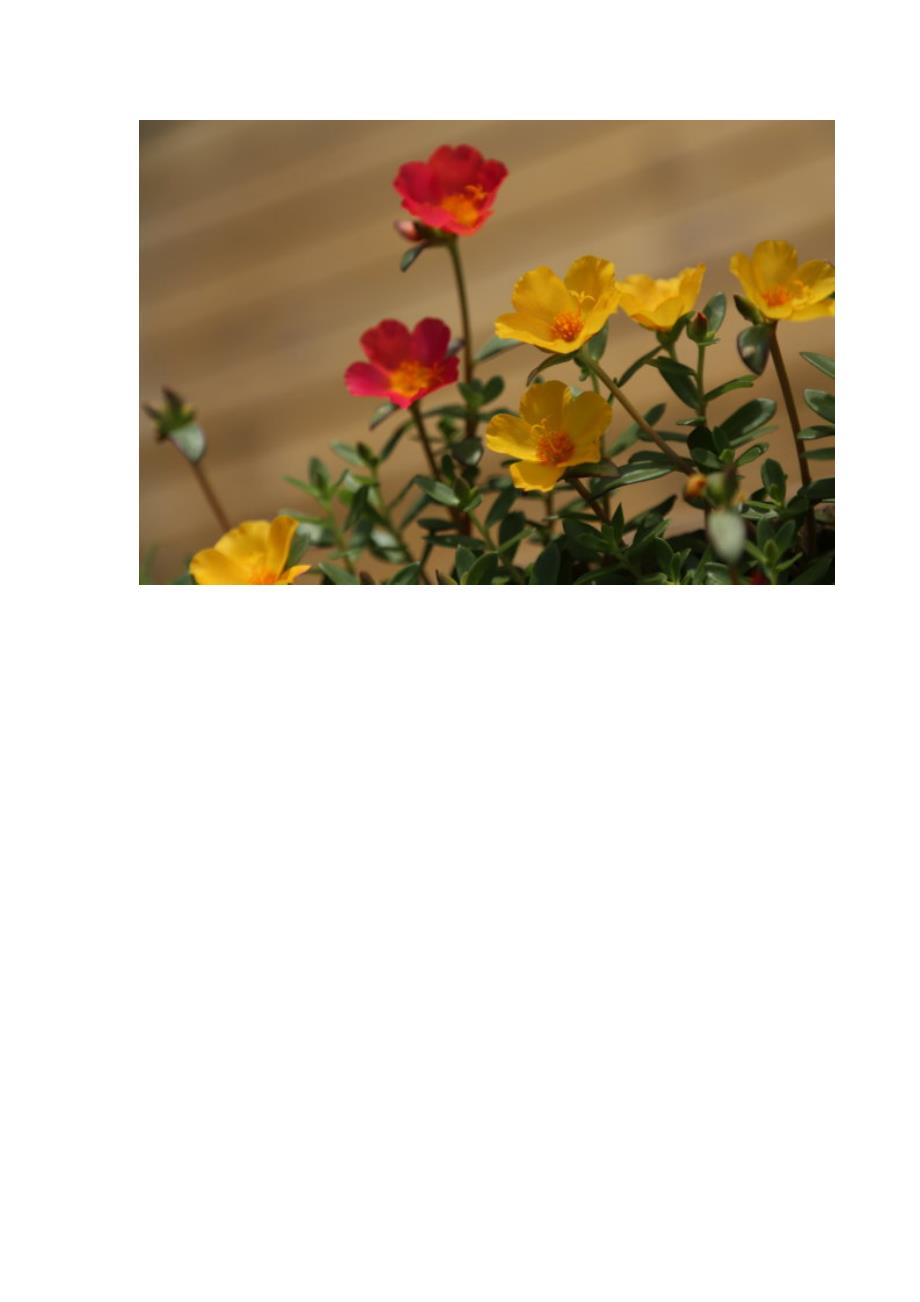 太阳花(组图)——太阳花的花语：沉默的爱、光明、热烈、忠诚.doc_第2页