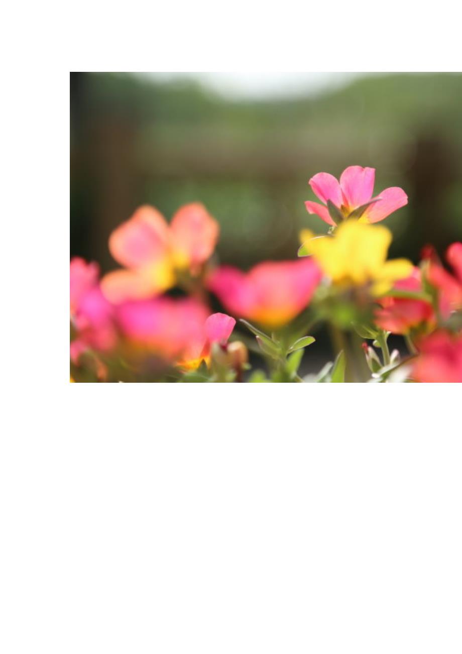 太阳花(组图)——太阳花的花语：沉默的爱、光明、热烈、忠诚.doc_第5页