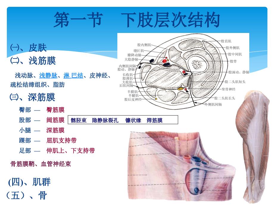 下肢局部解剖_第3页