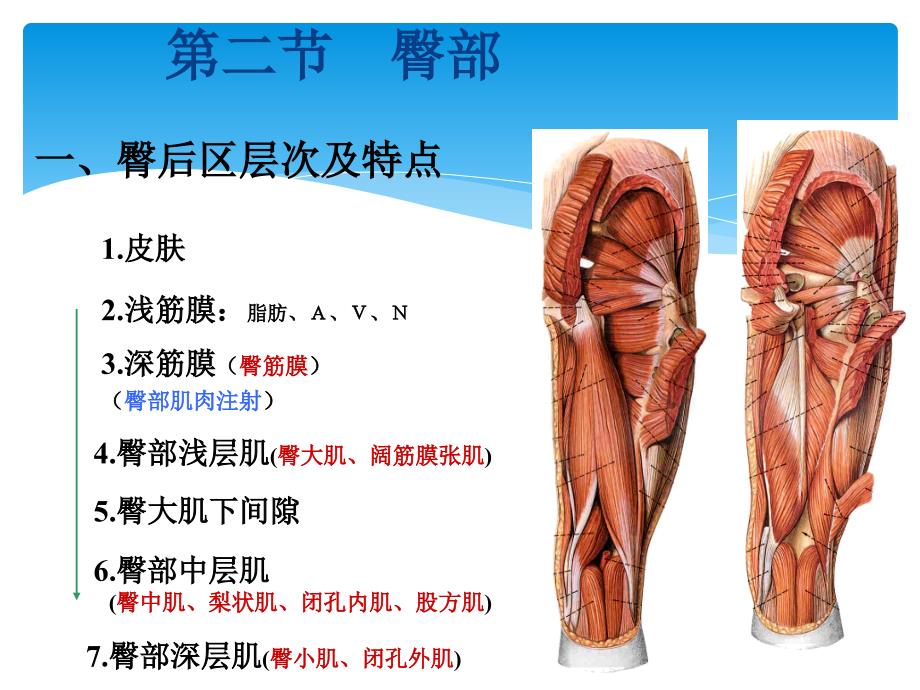 下肢局部解剖_第4页