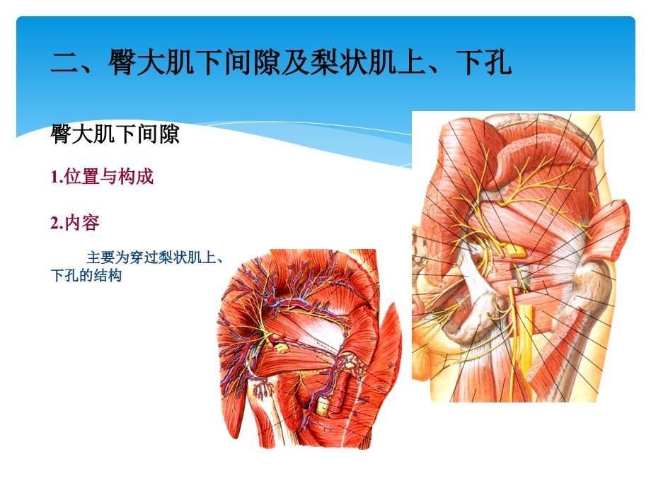 下肢局部解剖_第5页