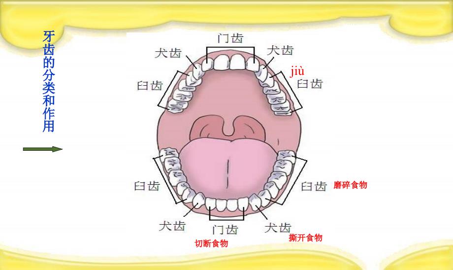 小学教科版四上科学食物在口腔里的变化课件_第4页