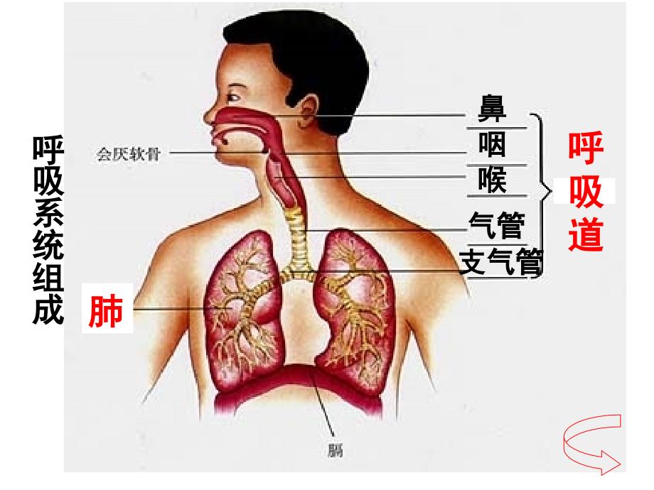 呼吸道对空气的处理2_第2页