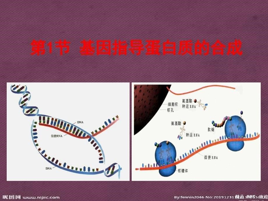 基因指导蛋白质的合成(优秀公开课课件)_第5页