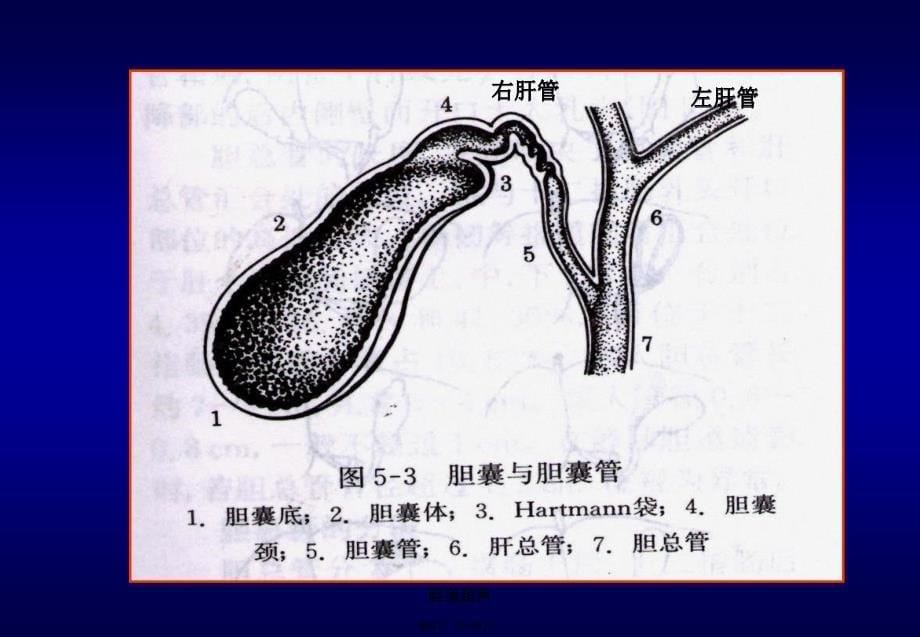 胆道超声课件_第5页