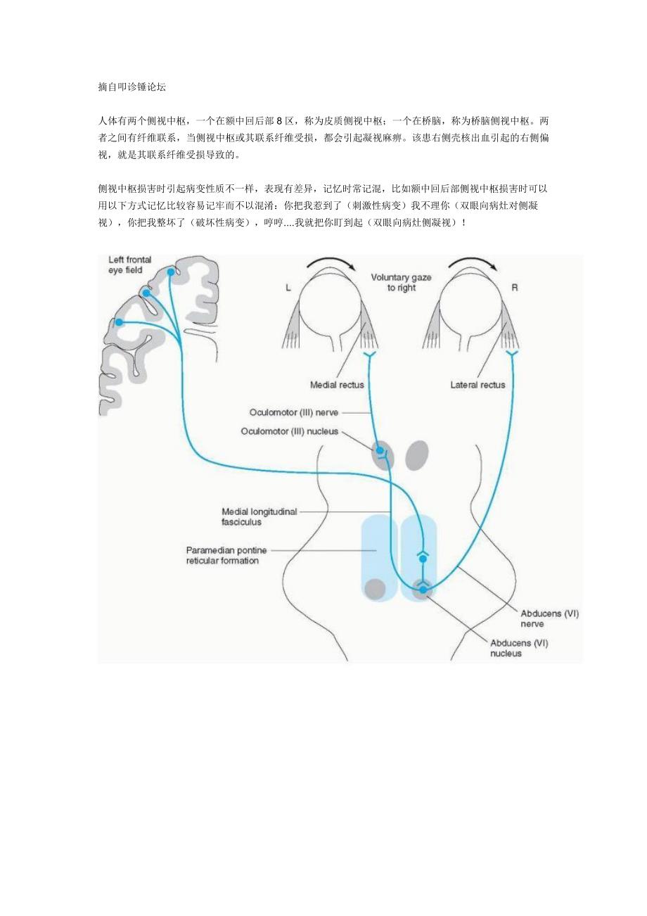 侧视中枢 摘自叩诊锤论坛.doc_第1页