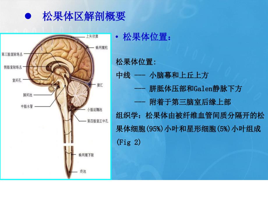 松果体区病变影像学表现_第2页